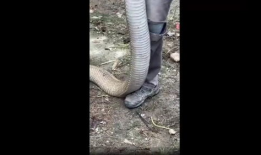 眼镜王蛇视频,惊心动魄的丛林猎杀