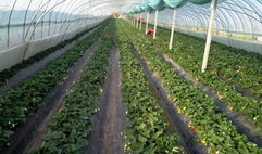 吃瓜群爆料大棚视频大全,吃瓜群爆料视频大全背后的秘密